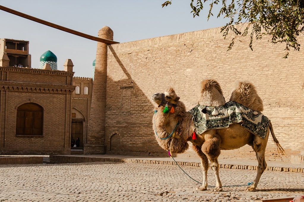 Camel and historic architecture encounter on Khiva heritage tour